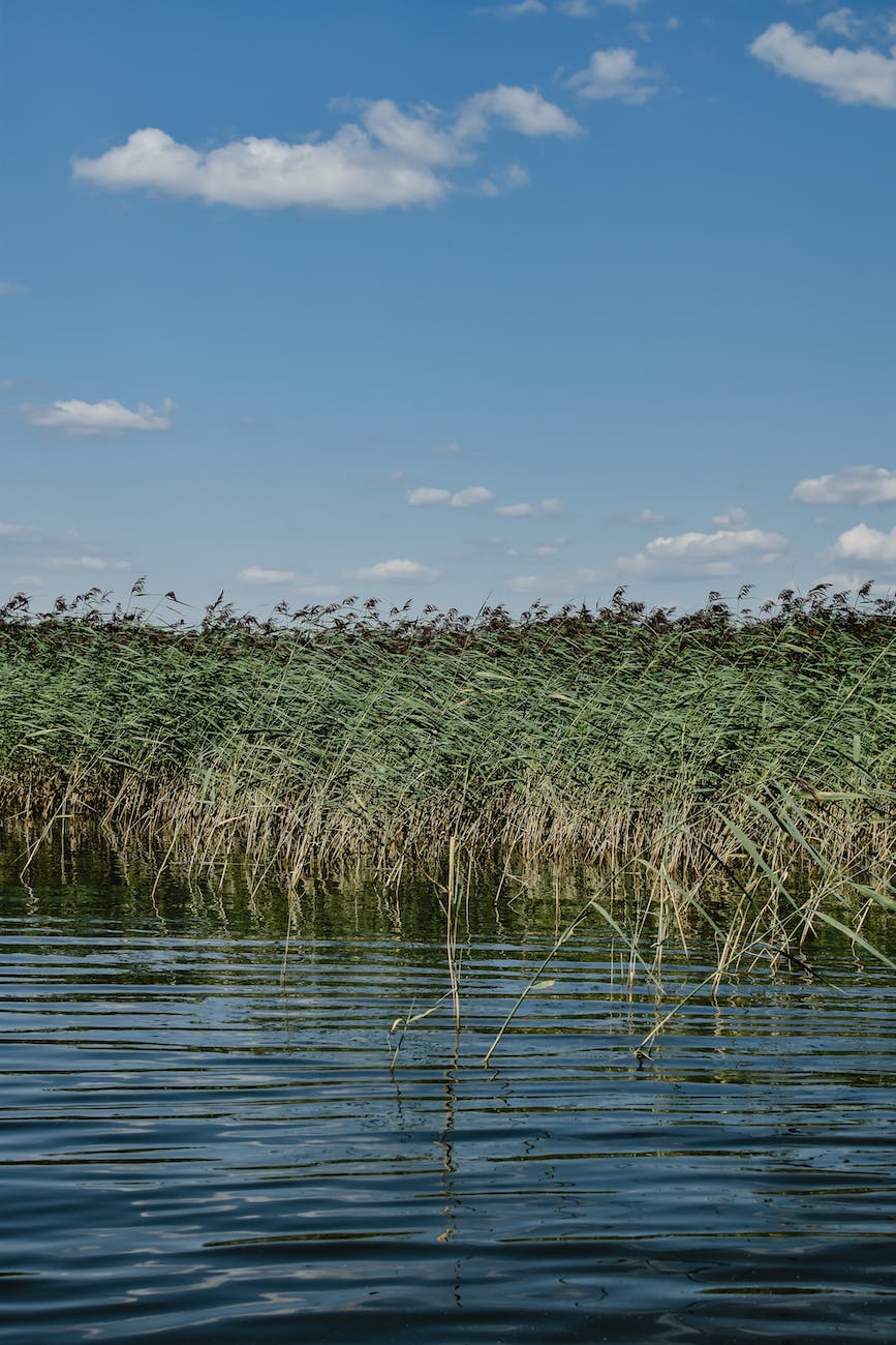 Exploring Ecological Succession: FOUNDERS AND DOMINATORS