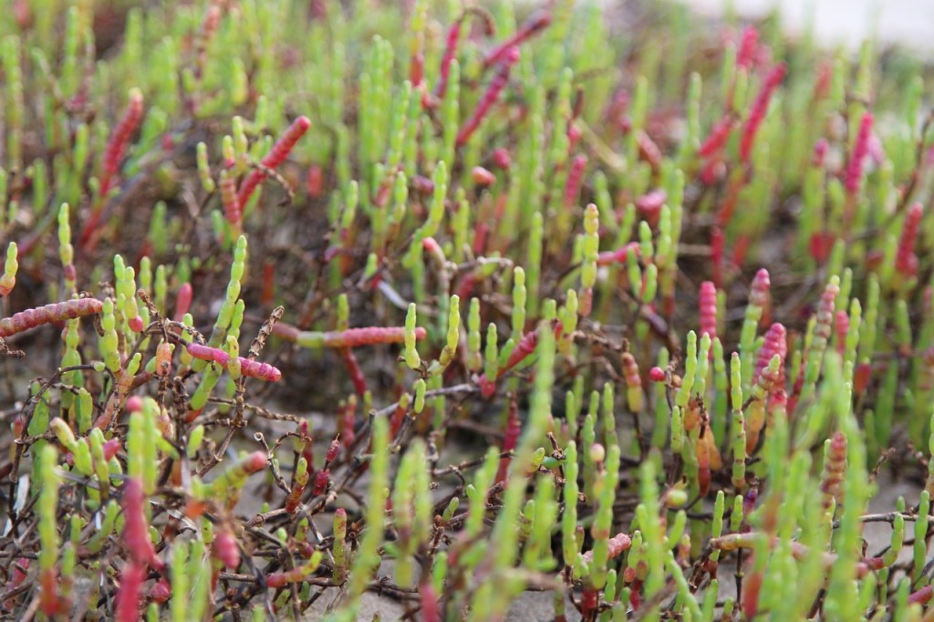 Saltmarshes adventures