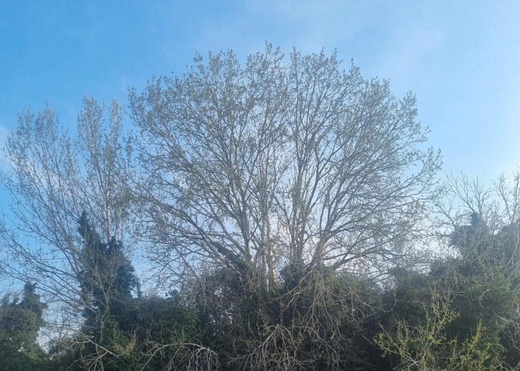 How Fractals (and a Tree) Help Me Navigate Academic Life